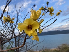 Cochlospermum gillivraei