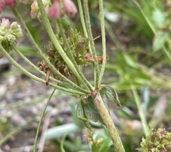 Eriogonum umbellatum