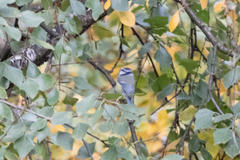 Cyanistes caeruleus
