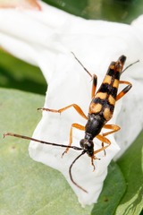 Strangalia attenuata
