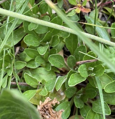 Eriogonum umbellatum