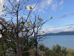 Cochlospermum gillivraei