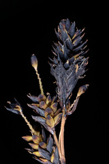 Carex caucasica jisaburo-ohwiana