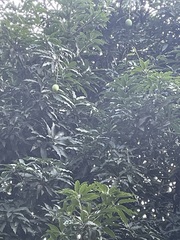 Mangifera indica