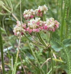 Eriogonum umbellatum
