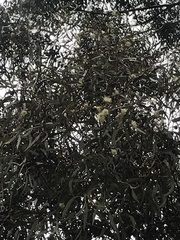 Eucalyptus leucoxylon