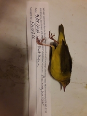 Geothlypis philadelphia