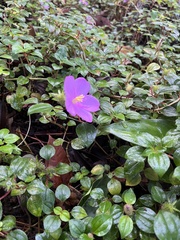 Melastomeae