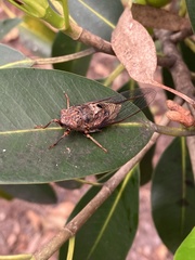 Birrima varians