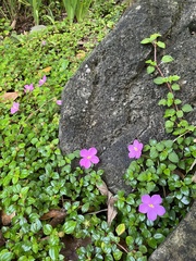 Melastomeae