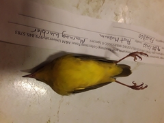 Geothlypis philadelphia