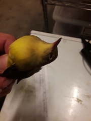 Geothlypis philadelphia