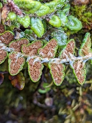 Polystichum glaciale