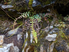Polystichum glaciale