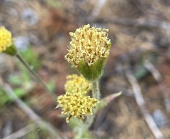 Arnica parryi