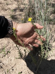 Croptilon divaricatum