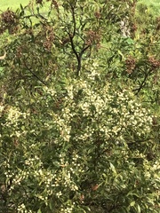 Acacia mearnsii