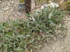Argentina tugitakensis
