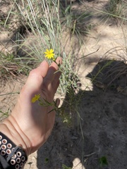 Croptilon divaricatum