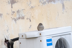 Passer domesticus