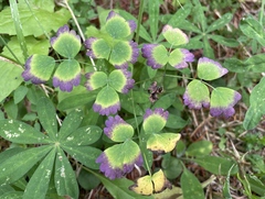 Thalictrum occidentale