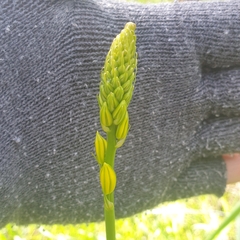 Bulbine bulbosa