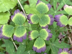 Thalictrum occidentale