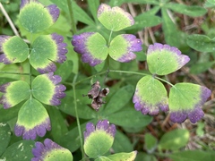 Thalictrum occidentale