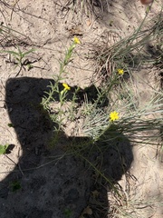 Croptilon divaricatum