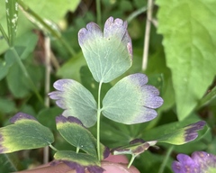 Thalictrum occidentale