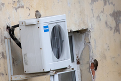 Passer domesticus