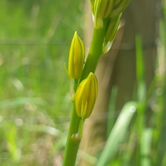 Bulbine bulbosa