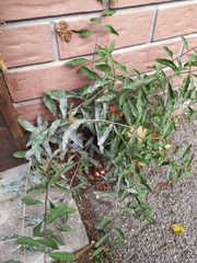 Lycium barbarum