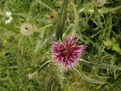 Cirsium palustre