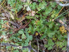 Potentilla matsumurae