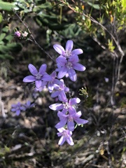 Philotheca reichenbachii