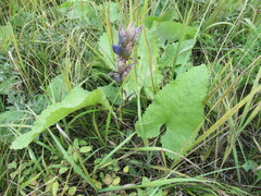 Gentiana decumbens