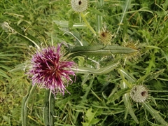Cirsium palustre
