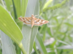 Sameodes cancellalis