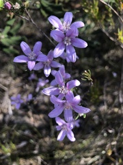 Philotheca reichenbachii