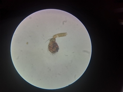 Tenuiphantes tenebricola