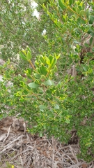 Alyxia buxifolia