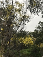 Acacia genistifolia