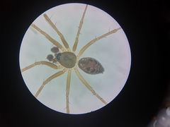 Tenuiphantes tenebricola