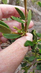 Alyxia buxifolia