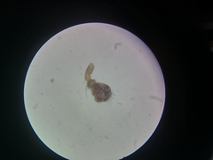 Tenuiphantes tenebricola