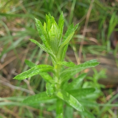 Chrysocephalum semipapposum