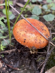 Amanita xanthocephala