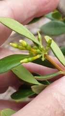 Alyxia buxifolia