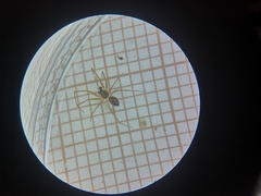 Tenuiphantes tenebricola